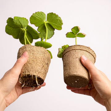 Air pruning: the secret to ridiculously robust roots