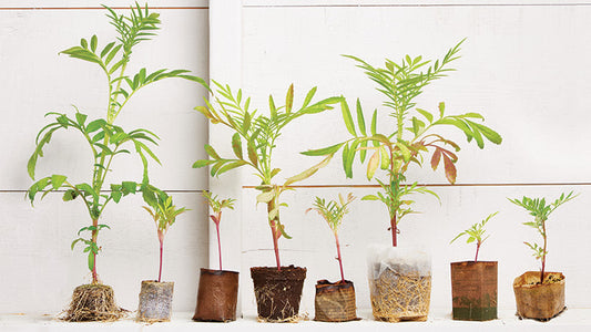 5 misconceptions about biodegradable plant pots