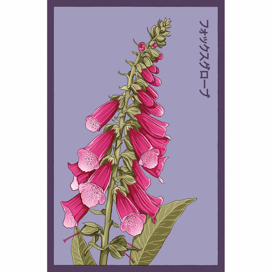 Foxglove Flower Seeds Packet