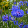 Blue Cornflower Flower Seeds Packet