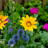 Wildflowers Flower Seeds Packet