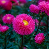 Aster Flower Seeds Packet