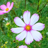 Cosmos Flower Seeds Packet