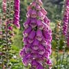 Foxglove Flower Seeds Packet