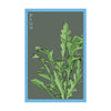 Arugula Vegetable Seeds Packet