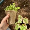 OceanMade Kelp Pots - 3" Round (10 Pack)