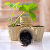 OceanMade Kelp Pots - 3" Round (10 Pack)
