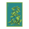 Basil Herb Seeds Packet