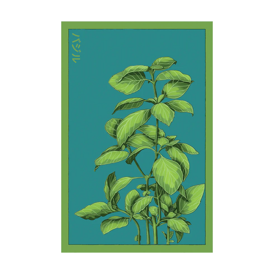 Basil Herb Seeds Packet