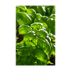 Basil Herb Seeds Packet
