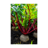 Beet Vegetable Seeds Packet