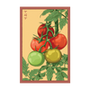 Beefsteak Tomato Vegetable Seeds Packet