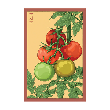Beefsteak Tomato Vegetable Seeds Packet