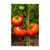 Beefsteak Tomato Vegetable Seeds Packet