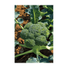 Broccoli Vegetable Seeds Packet
