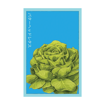 Butterhead Lettuce Vegetable Seeds Packet