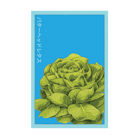 Butterhead Lettuce Vegetable Seeds Packet