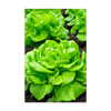 Butterhead Lettuce Vegetable Seeds Packet