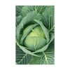 Cabbage Vegetable Seeds Packet