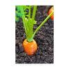 Carrot Vegetable Seeds Packet