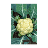 Cauliflower Vegetable Seeds Packet