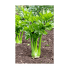 Celery Vegetable Seeds Packet