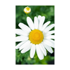 Chamomile Flower Seed Packet