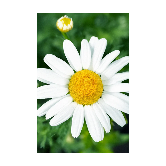 Chamomile Flower Seed Packet