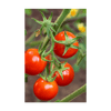 Cherry Tomato Vegetable Seeds Packet