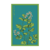 Cilantro Herb Seeds Packet