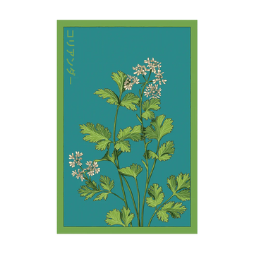 Cilantro Herb Seeds Packet
