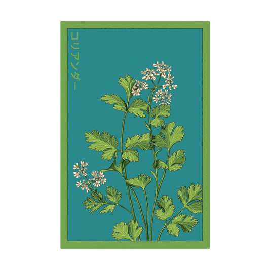 Cilantro Herb Seeds Packet