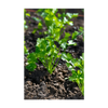 Cilantro Herb Seeds Packet