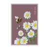 Daisy White Flower Seeds Packet