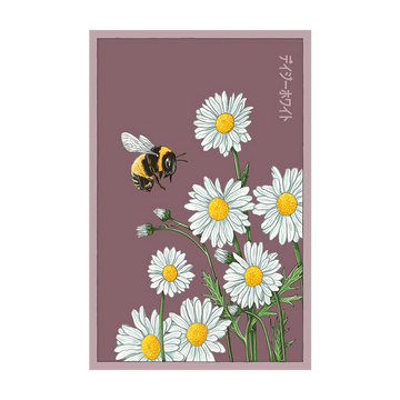 Daisy White Flower Seeds Packet