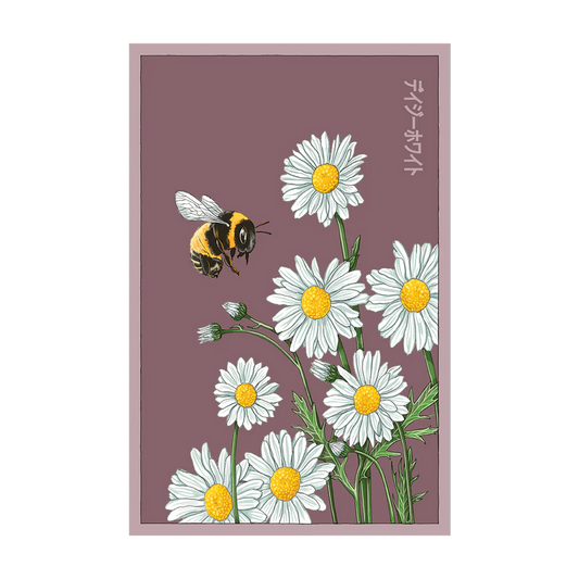 Daisy White Flower Seeds Packet