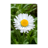 Daisy White Flower Seeds Packet