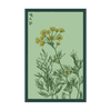 Dill Herb Seeds Packet