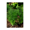 Dill Herb Seeds Packet