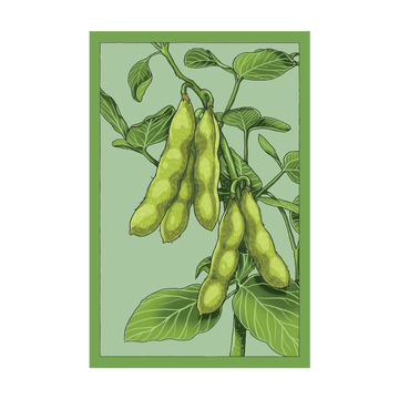 Edamame Vegetable Seeds Packet