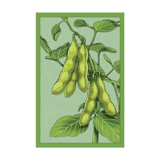 Edamame Vegetable Seeds Packet