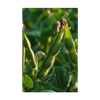 Edamame Vegetable Seeds Packet