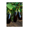 Eggplant Vegetable Seeds Packet
