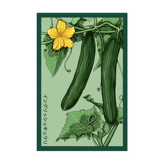 English Cucumber Vegetable Seeds Packet