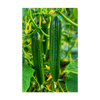 English Cucumber Vegetable Seeds Packet