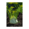 Fennel Vegetable Seeds Packet