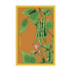 Green Beans Vegetable Seeds Packet