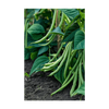 Green Beans Vegetable Seeds Packet