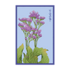 Sea Lavender Flower Seeds Packet