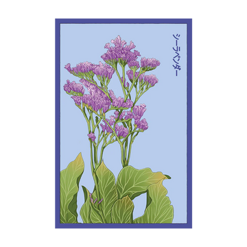 Sea Lavender Flower Seeds Packet